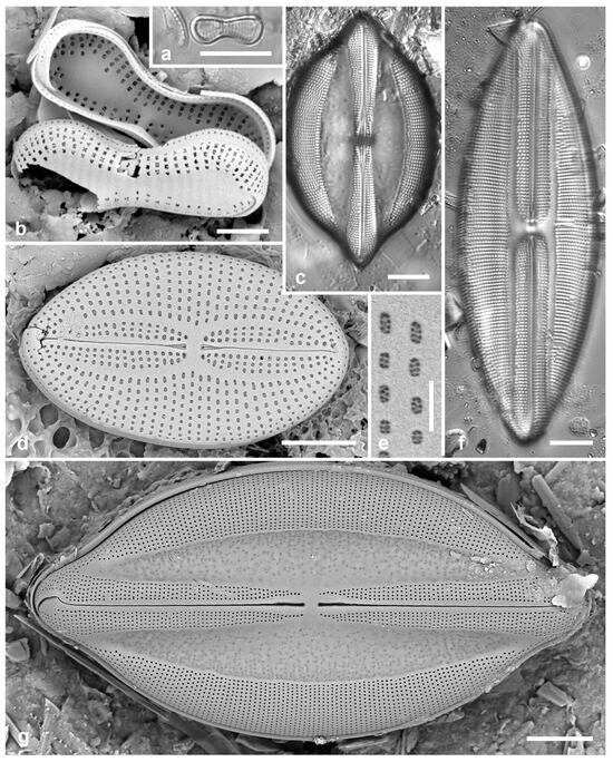 Diversity 17 00034 g028