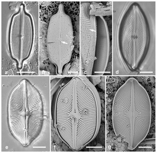 Diversity 17 00034 g029
