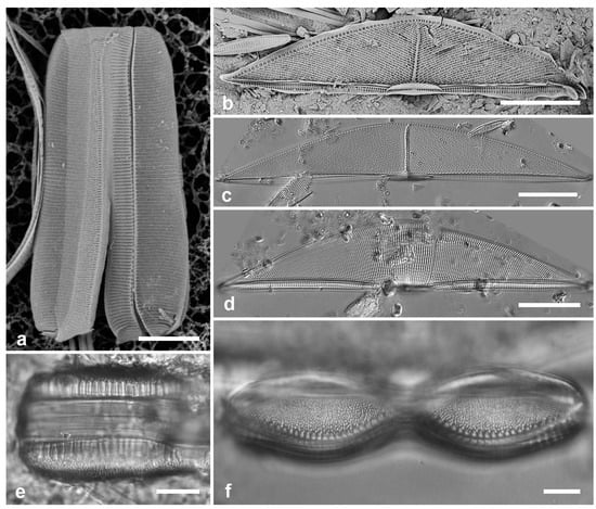 Diversity 17 00034 g030