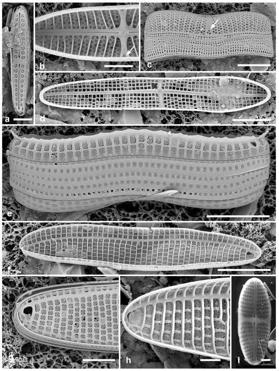 Diversity 17 00034 g031