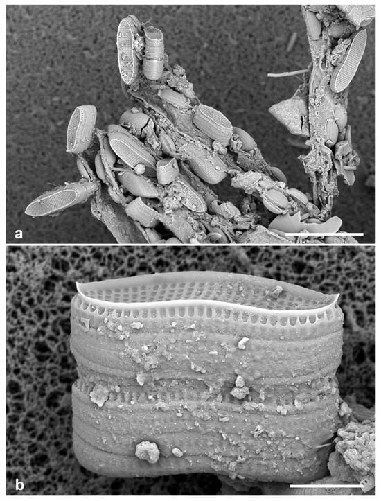 Diversity 17 00034 g032