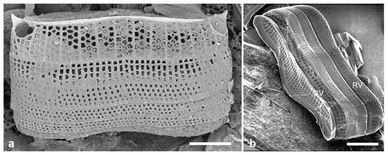 Diversity 17 00034 g033