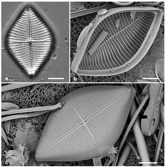 Diversity 17 00034 g034