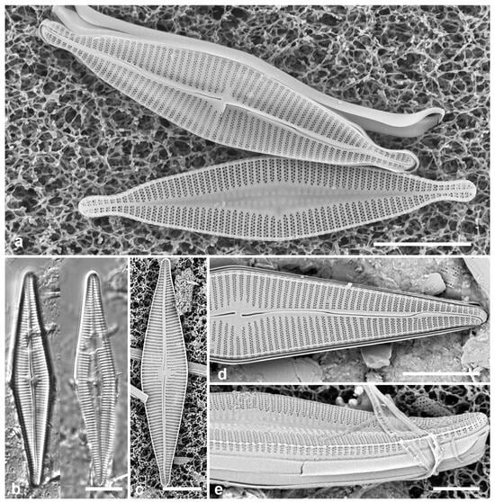 Diversity 17 00034 g035