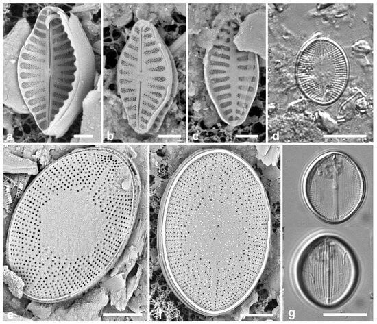 Diversity 17 00034 g036