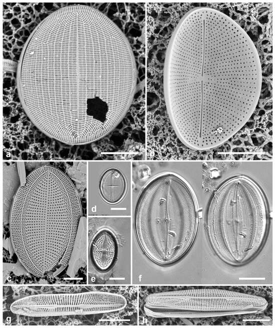 Diversity 17 00034 g037