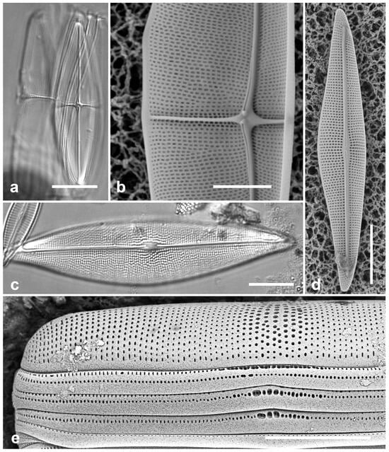 Diversity 17 00034 g038