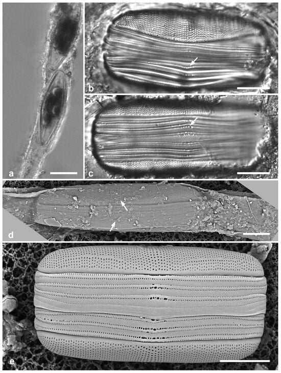 Diversity 17 00034 g039