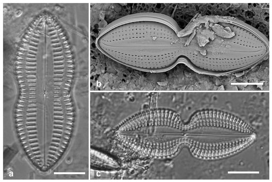 Diversity 17 00034 g040