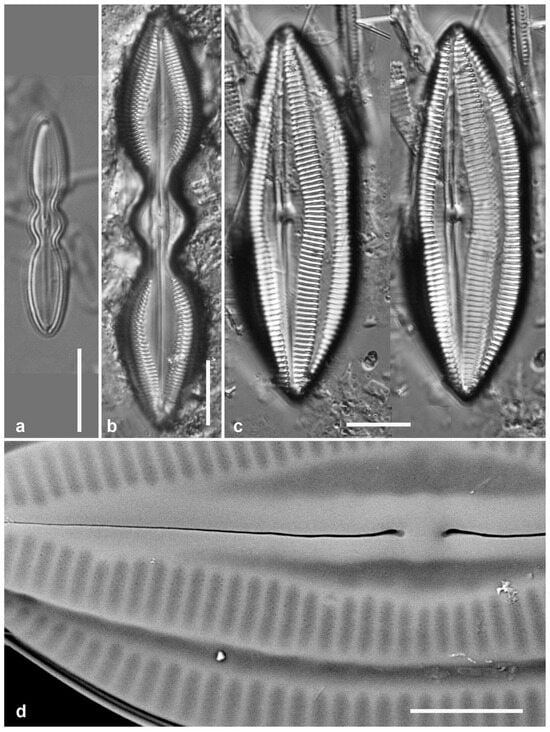 Diversity 17 00034 g041