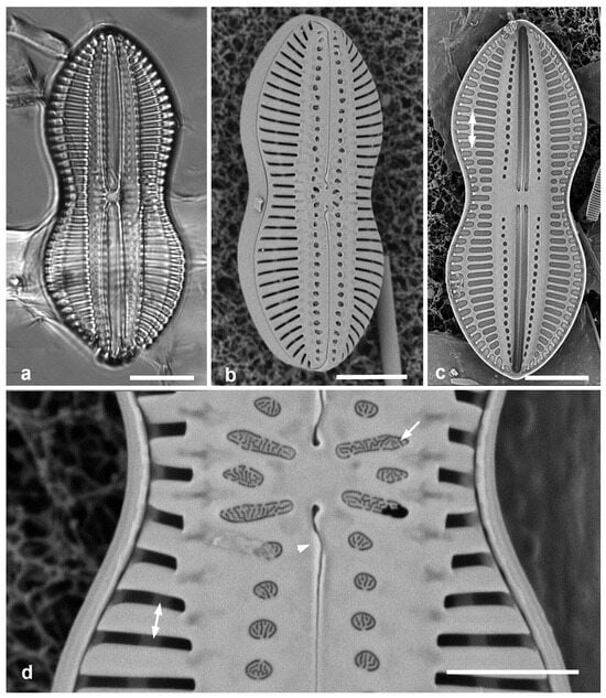 Diversity 17 00034 g042