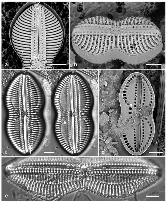 Diversity 17 00034 g043