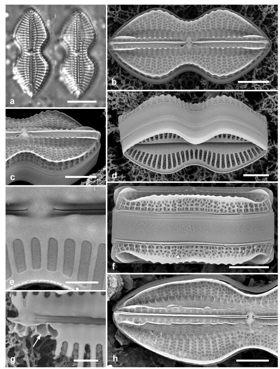 Diversity 17 00034 g044