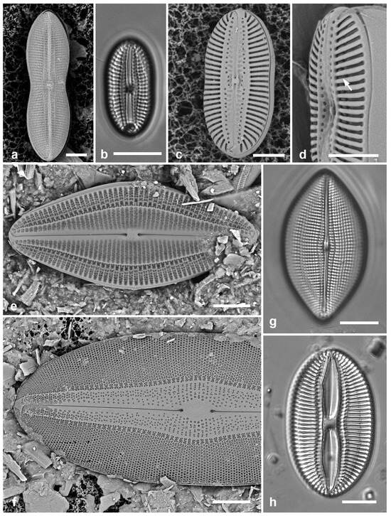 Diversity 17 00034 g045