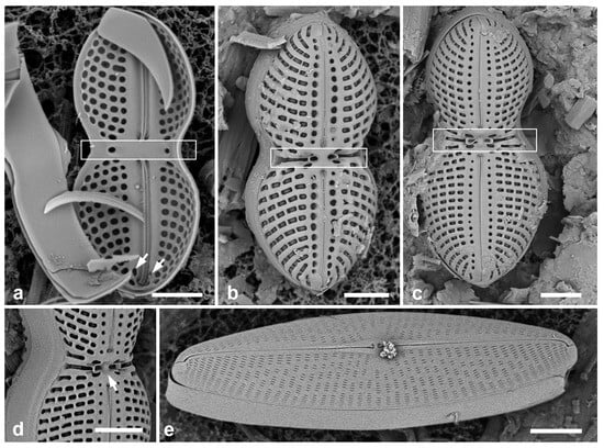 Diversity 17 00034 g046