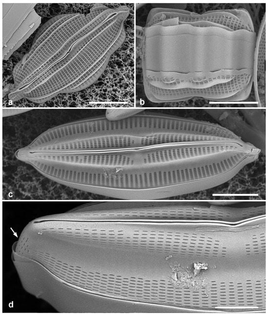 Diversity 17 00034 g047