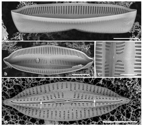 Diversity 17 00034 g048