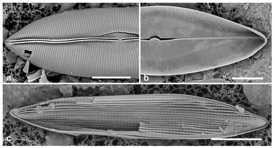 Diversity 17 00034 g049