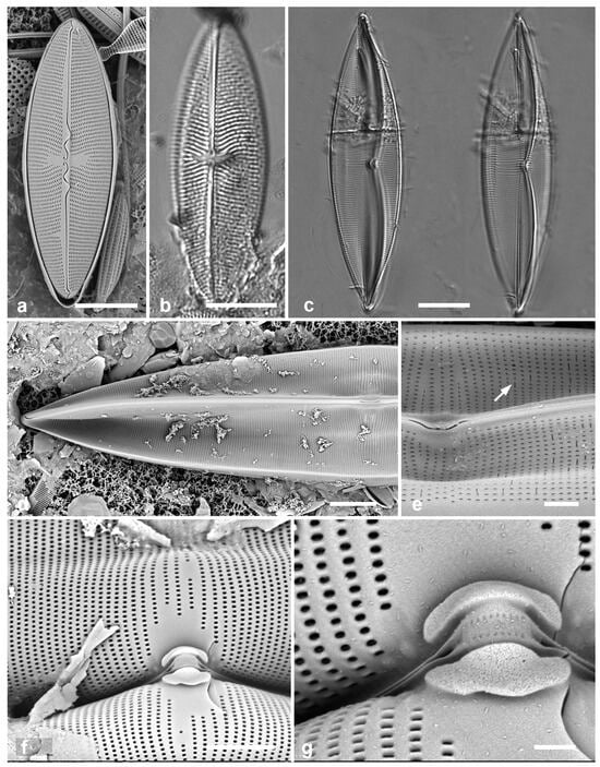 Diversity 17 00034 g050