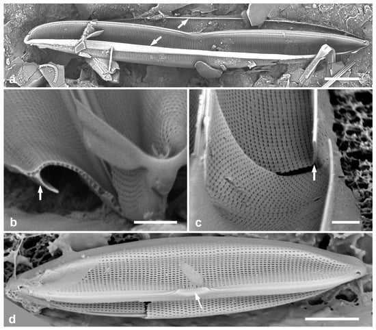 Diversity 17 00034 g051