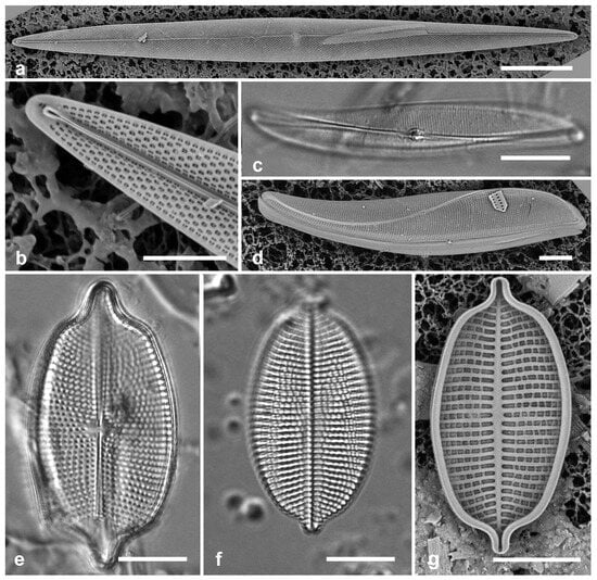 Diversity 17 00034 g052