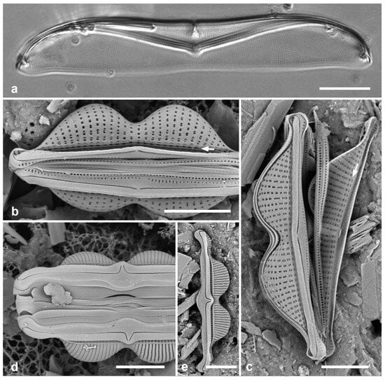Diversity 17 00034 g053