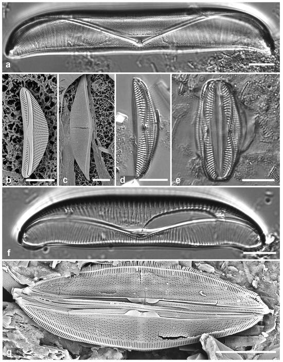 Diversity 17 00034 g054