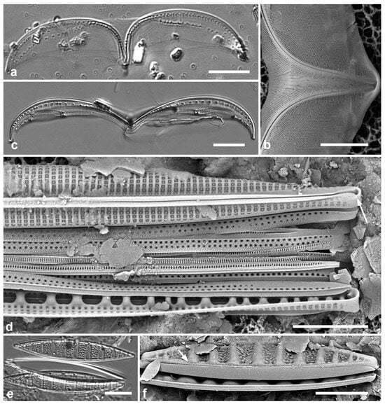 Diversity 17 00034 g055