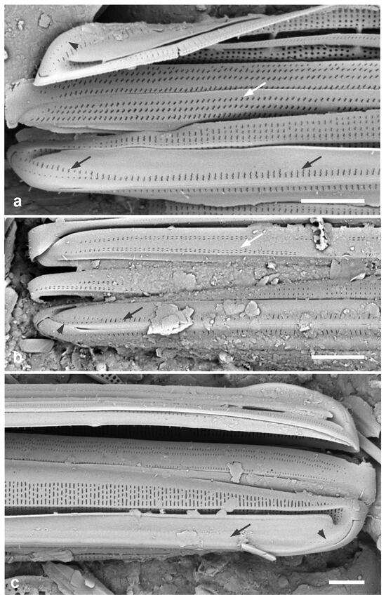 Diversity 17 00034 g056