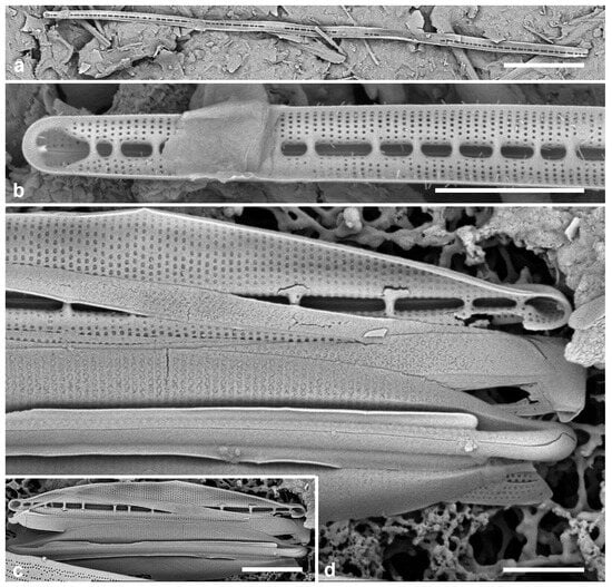 Diversity 17 00034 g057