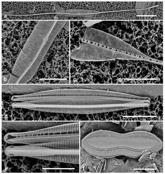 Diversity 17 00034 g058