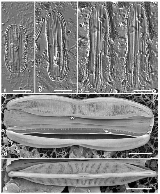 Diversity 17 00034 g059