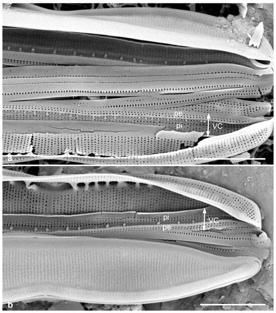 Diversity 17 00034 g060