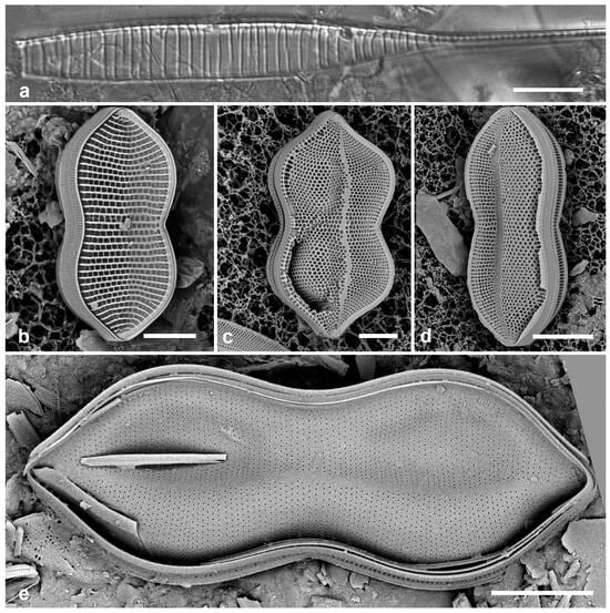 Diversity 17 00034 g061