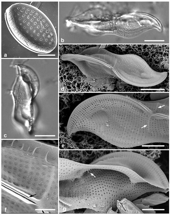 Diversity 17 00034 g062