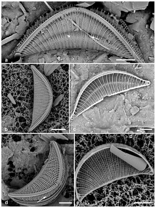 Diversity 17 00034 g063