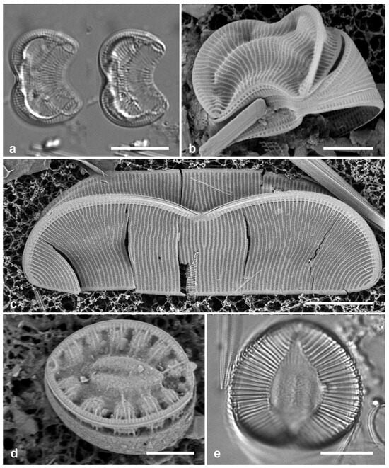 Diversity 17 00034 g064