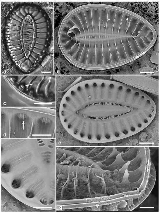 Diversity 17 00034 g065