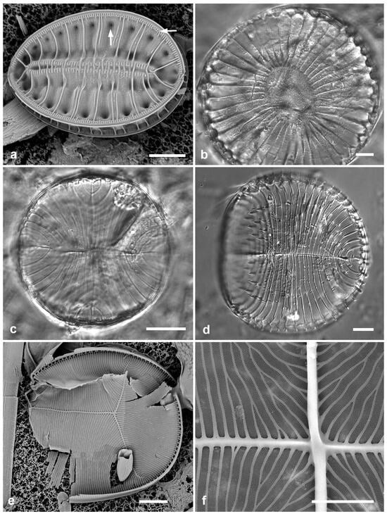 Diversity 17 00034 g066