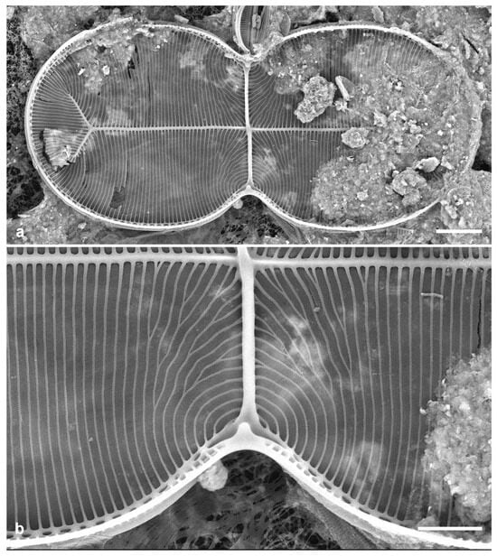 Diversity 17 00034 g067
