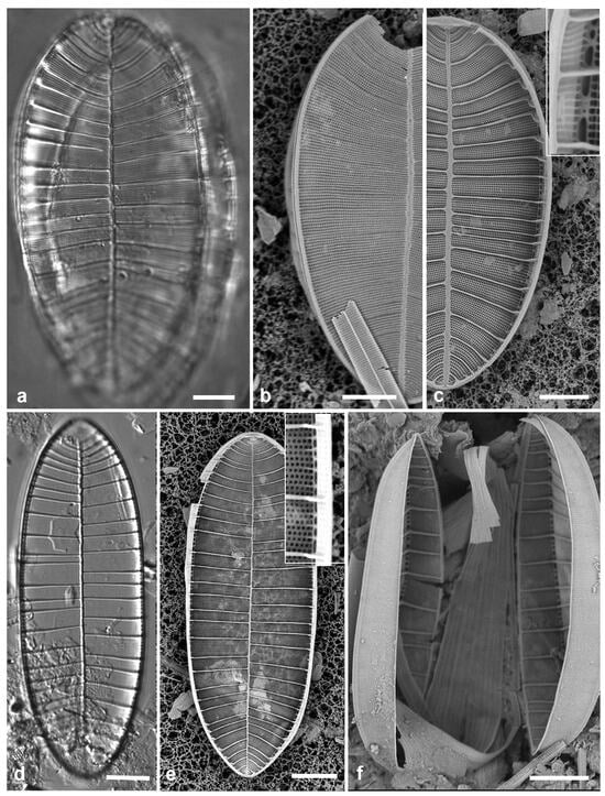 Diversity 17 00034 g068