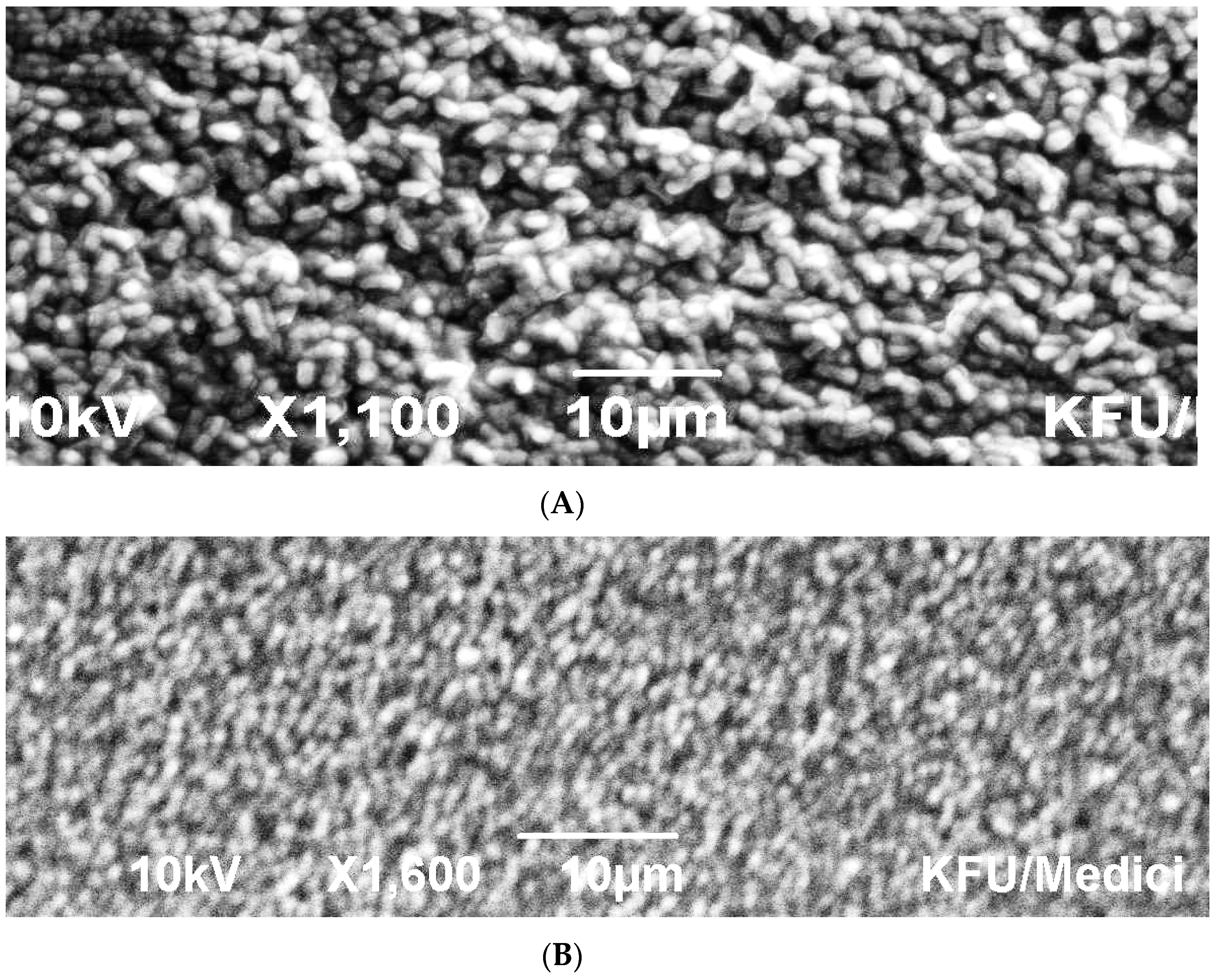 Diversity 17 00037 g004a