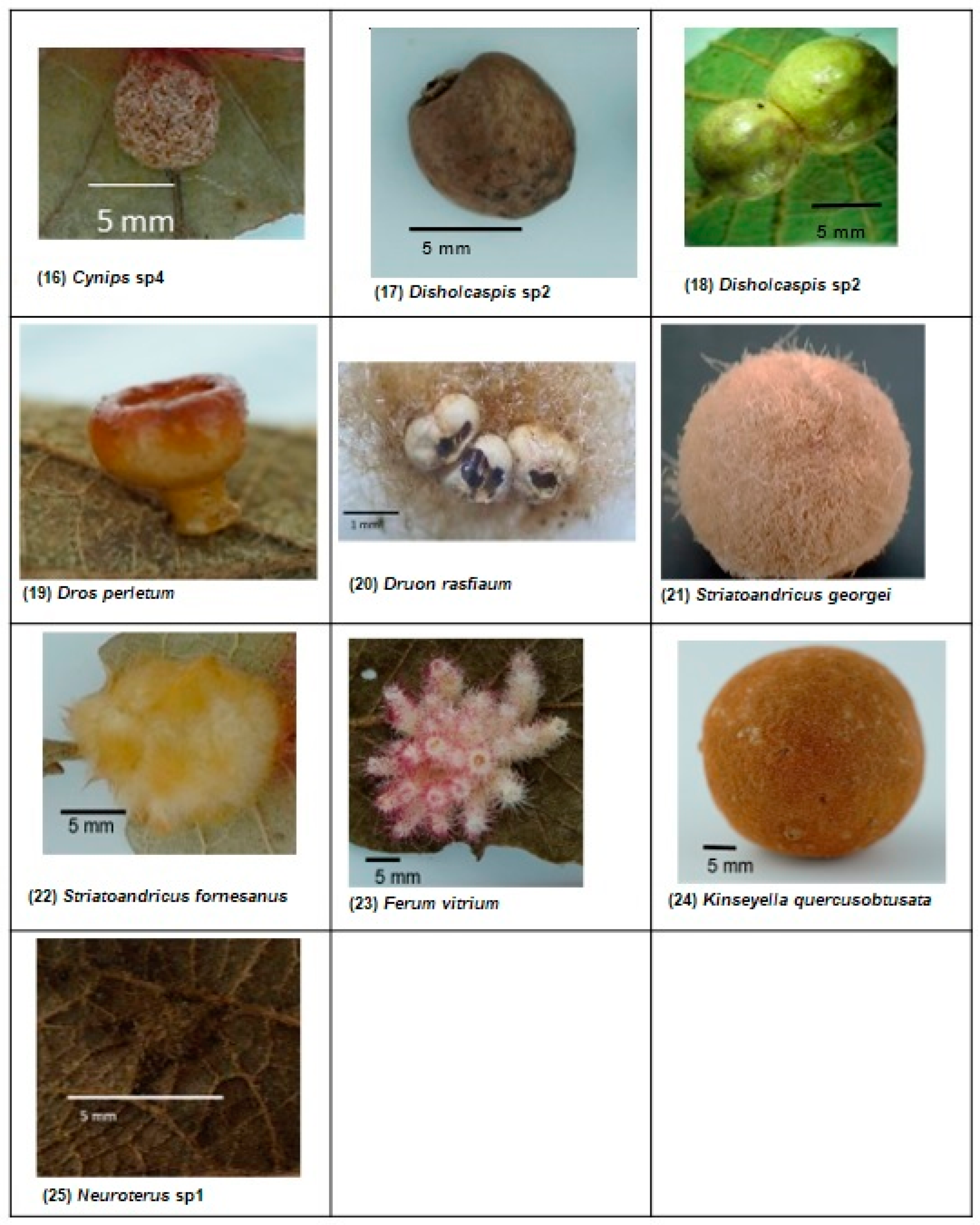 Diversity 17 00062 g001b