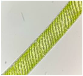 Diversity 17 00063 i001