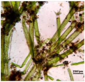 Diversity 17 00063 i002