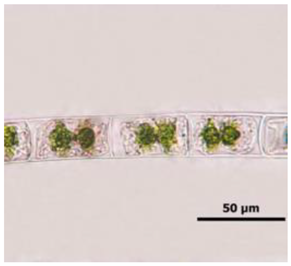 Diversity 17 00063 i003