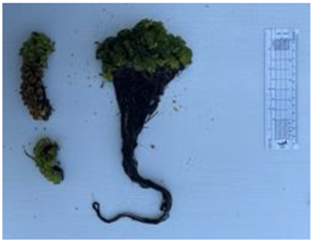 Diversity 17 00063 i005