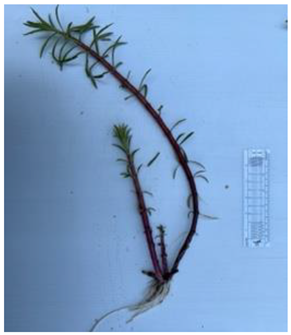 Diversity 17 00063 i006