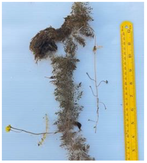 Diversity 17 00063 i008