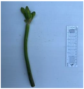 Diversity 17 00063 i012